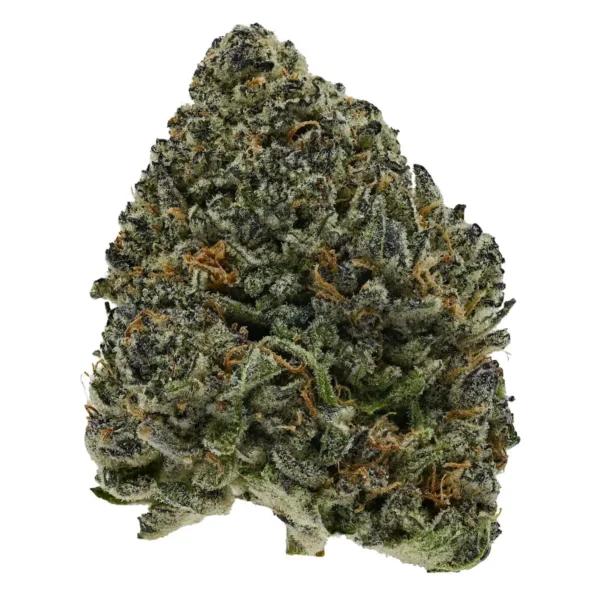 Blue Lobster (AAA)