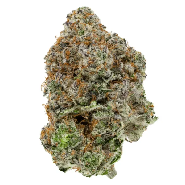 Chocolope (AAA)