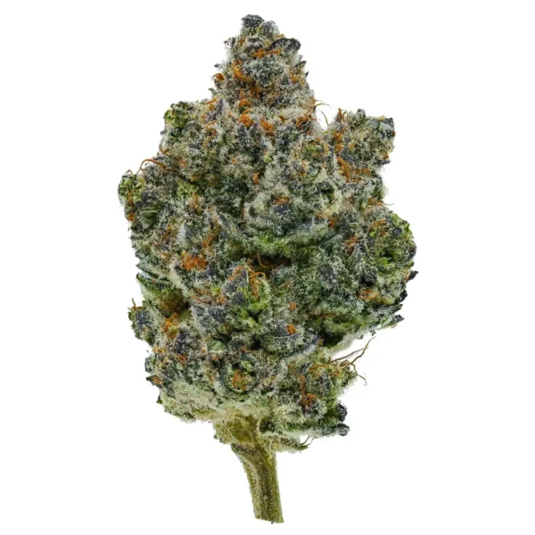 Blueberry Donuts (AAA+)