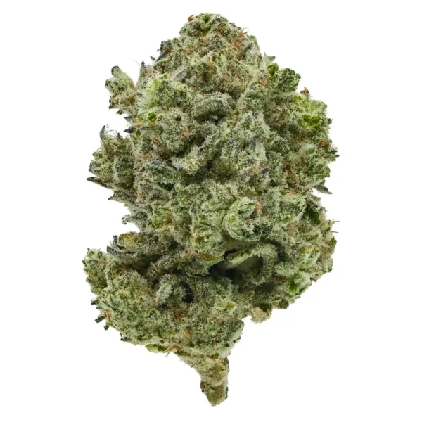 Great White Shark (AAA)