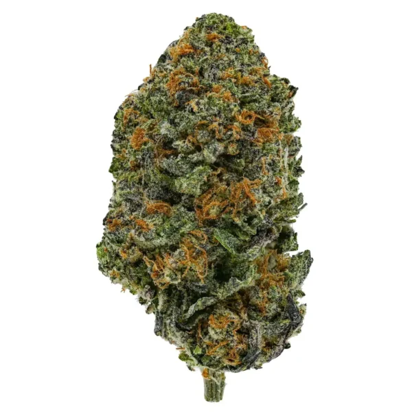 King Tut (AA)