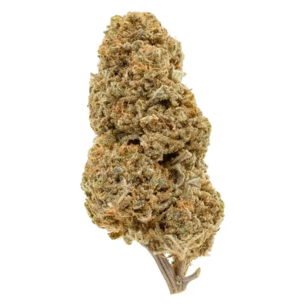 Moby Dick (AA)