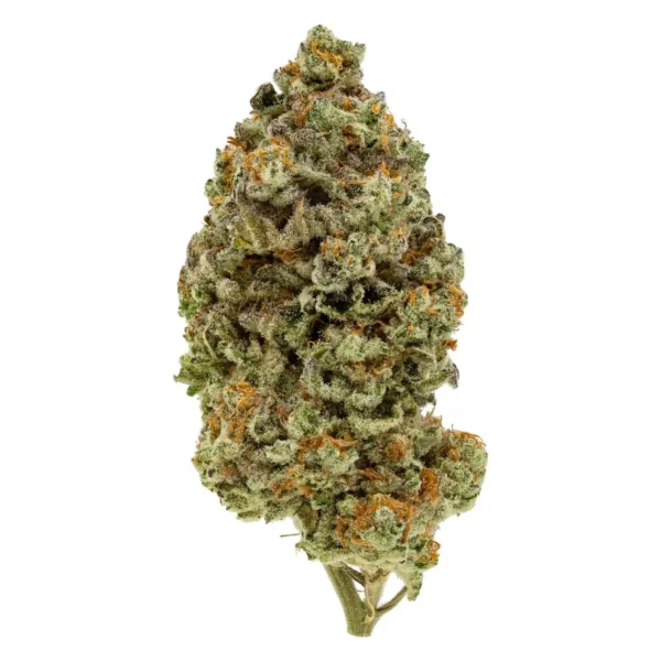 White Rhino (AAA-)