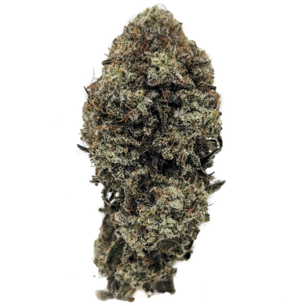 OG Shark (AAA+)